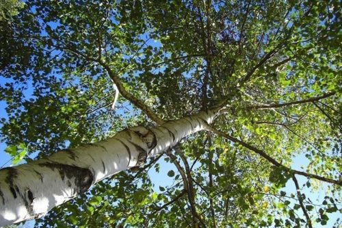 RUBRICA, Erborista: L’albero della saggezza