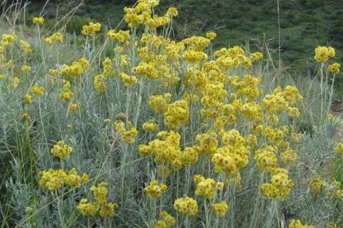 RUBRICA, Erborista: l’ immortale