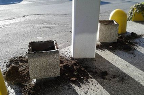 Piante rubate al Policentro di Rezzato