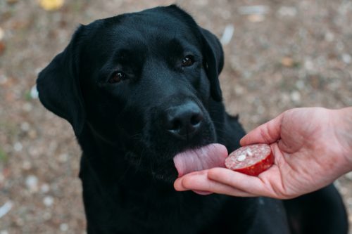 Tentativo di avvelenamento di cani a Mazzano