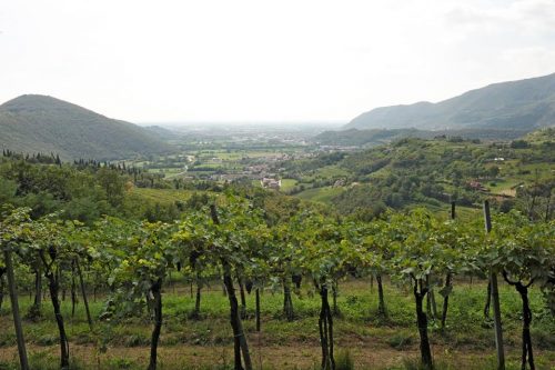 6 Maggio | “Slow walking nelle colline botticinesi” 6 Maggio | “Slow walking nelle colline botticinesi”