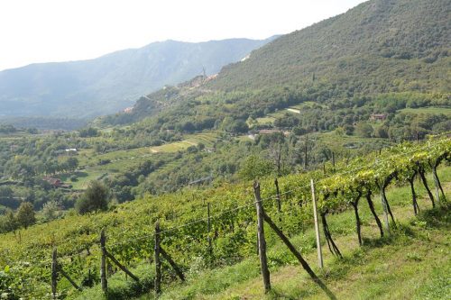 20 Maggio | “Bosco & Vigna”, slow walking per festeggiare il 50esimo anniversario della “DOC Botticino”