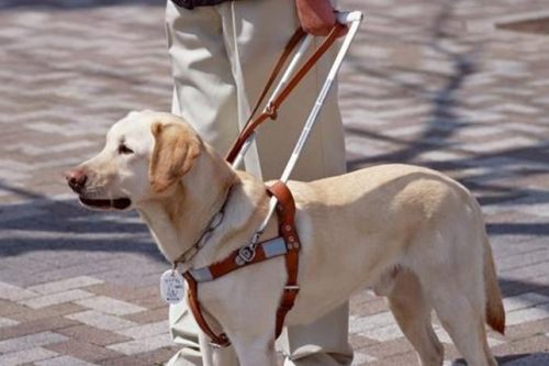 9 Giugno | “Occhi con le zampe”, spiedo della solidarietà a favore del service comune “cani guida” 9 Giugno | “Occhi con le zampe”, spiedo della solidarietà a favore del service comune “cani guida”