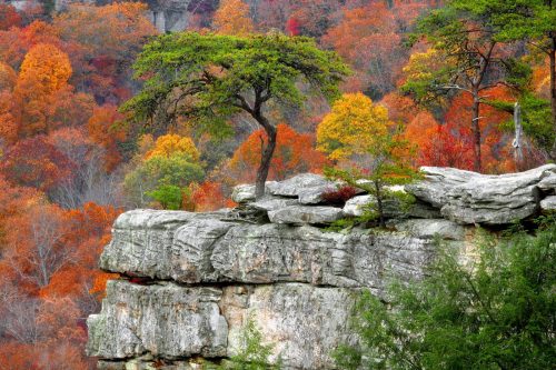 12-13 Maggio | Annuale mostra del “Bonsai Club” si affianca al concorso fotografico “I colori della natura” 12-13 Maggio | Annuale mostra del “Bonsai Club” si affianca al concorso fotografico “I colori della natura”