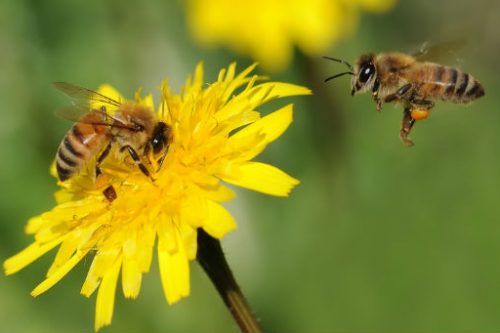 Castenedolo comune “amico delle api”: l’ecosistema parte da loro!