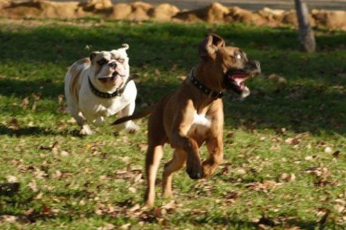 A Castenedolo l’area addestramento cani nata sul “riciclo” dei cittadini A Castenedolo l’area addestramento cani nata sul “riciclo” dei cittadini