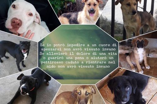 IN SCADENZA: Lotteria in favore della sterilizzazione a spere veterinarie IN SCADENZA: Lotteria in favore della sterilizzazione a spere veterinarie