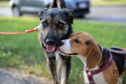 12 Settembre | “Puppy Class”, incontro di “Compagni di Zampa” che ci avvicina ai nostri “amici a quattro zampe”
