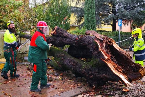 Maltempo: a Rezzato alberi sradicati e allarme torrenti Maltempo: a Rezzato alberi sradicati e allarme torrenti