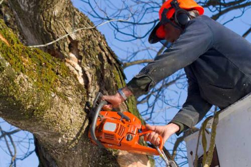 Rezzato: manutenzione del verde per 25mila euro