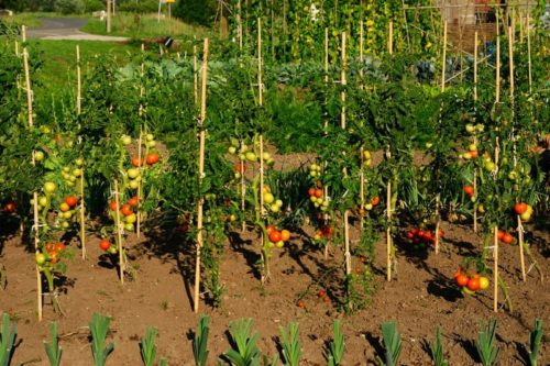 Vuoi coltivare un orto? Il bando del comune di Mazzano Vuoi coltivare un orto? Il bando del comune di Mazzano