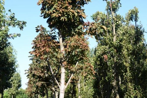 Fra Abbattimenti e Nuovi Alberi, Rezzato Guarda a Salute e Ambiente: Obiettivo Polmone Verde Fra Abbattimenti e Nuovi Alberi, Rezzato Guarda a Salute e Ambiente: Obiettivo Polmone Verde