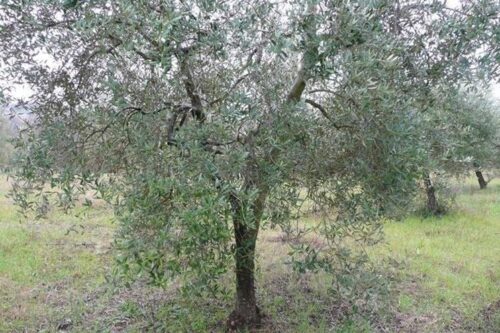 L’Orto del Getsemani di Rezzato dona i suoi frutti ai francescani