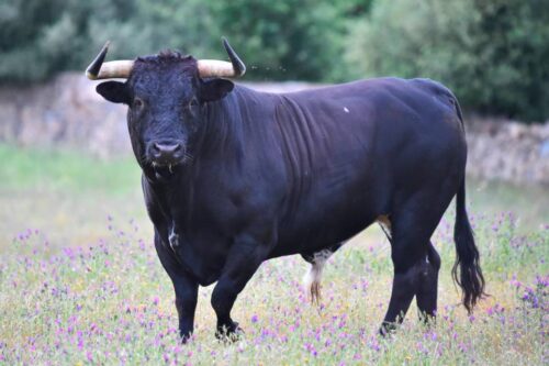 Toro alla riscossa, fuga in tangenziale