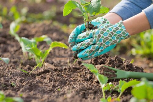 Rezzato: nuovo regolamento per gli orti comunali Rezzato: nuovo regolamento per gli orti comunali