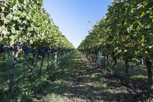 Vent’anni per la Strada del Vino e dei Sapori Colli Longobardi Vent’anni per la Strada del Vino e dei Sapori Colli Longobardi