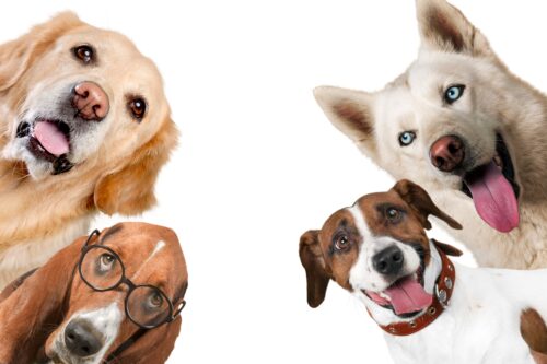 Ancora segnalazioni sull’abbandono degli escrementi degli animali