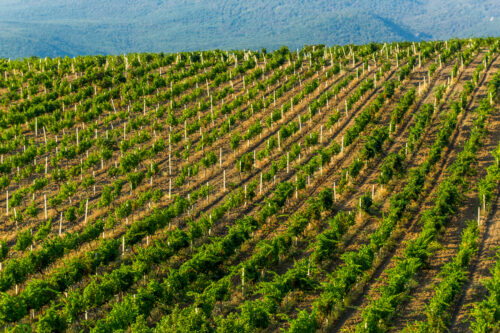 La qualità bresciana aumenta il valore dei terreni agricoli: anche nelle zone a frutteto di Rezzato