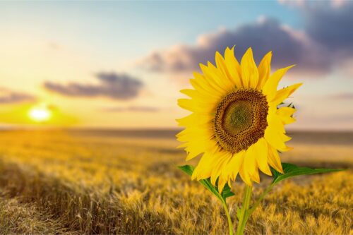 La storica Floricoltura Prati di Botticino è ai saluti: 40 anni di passione
