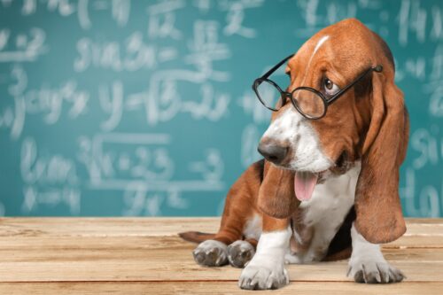 Porta il tuo cane a lavoro: l’iniziativa di Ats potrebbe essere replicata a Rezzato