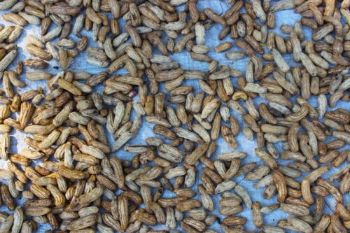 Mazzano: arrivano gli snack con farina di insetti Mazzano: arrivano gli snack con farina di insetti