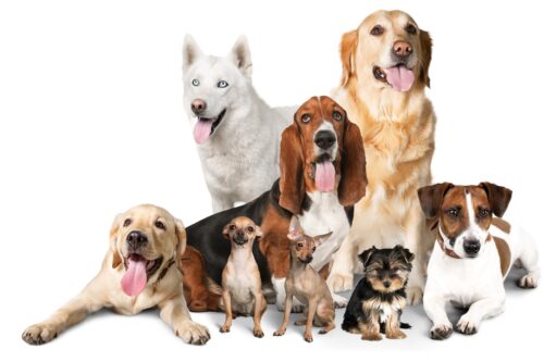I 10 anni di Compagni di Zampa hanno regalato la nuova area cani a Rezzato I 10 anni di Compagni di Zampa hanno regalato la nuova area cani a Rezzato
