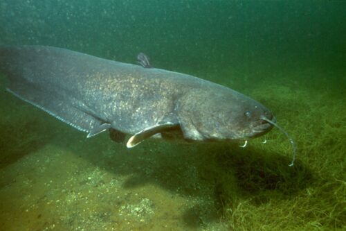 Mazzanese Daniele Bertoloni da record: pescato pesce siluro di 2,10 m