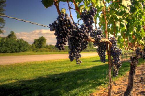 Vendemmia in corso: si lavora per il “Montenetto” e “Botticino” Vendemmia in corso: si lavora per il “Montenetto” e “Botticino”