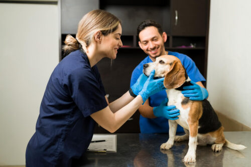 Rezzato innovativo: al via l’ospedale veterinario