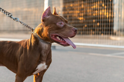 Il Pitbull a Ciliverghe: ecco cosa è successo Il Pitbull a Ciliverghe: ecco cosa è successo