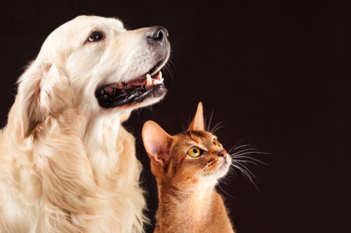 Partecipa alla sottoscrizione a premi di “Le muse” per il benessere di cani e gatti: in palio il Kenya! Partecipa alla sottoscrizione a premi di “Le muse” per il benessere di cani e gatti: in palio il Kenya!