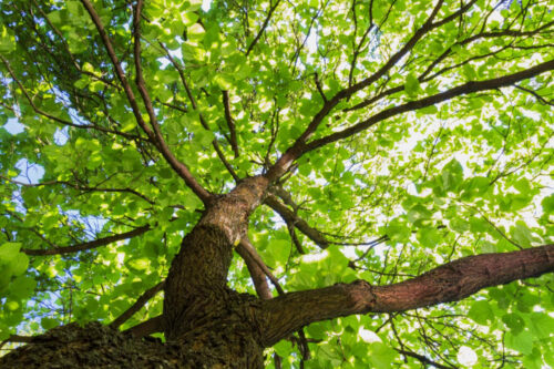 Botticino punta sul verde: al via la mappatura digitale degli alberi Botticino punta sul verde: al via la mappatura digitale degli alberi